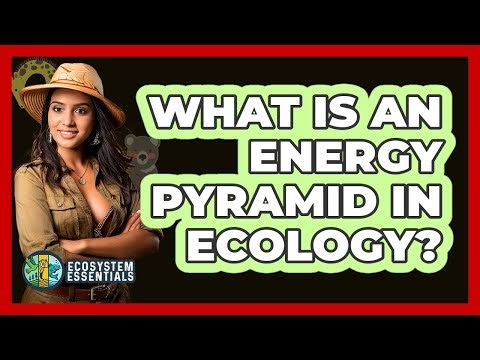 What Is an Energy Pyramid in Ecology?
