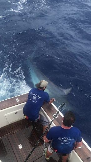 #gamefishishing #sportfishingboats #marlin