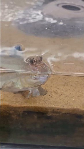 Watch This Little Mudskipper Wiggle and Hop! 🐟💫