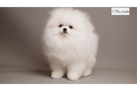 Abigail - Pomeranian Puppy 6FB8FB