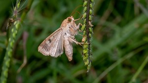Discover The 7 Moths That Destroy Crops