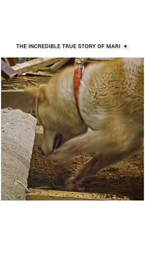 dudj on Instagram: "🎬 Movie: A Tale of Mari and Three Puppies (2007) 🐕 Genre: Drama • Family • Survival ⏳ Runtime: ~131 mins 🌏 Country: Japan 📖 Overview: Based on a true story, this emotional film follows Mari, a loyal dog separated from her owner during a devastating earthquake. Despite the chaos and harsh conditions, Mari risks everything to protect and reunite with her three newborn puppies—showing extraordinary courage, love, and resilience in the face of disaster. 💖 Why It’s Loved: • H