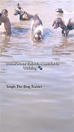 Pointer Dog 🐕‍🦺 Underwater Search & Retrieval Training | Singh the dog Trainer