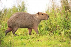 What Do Capybaras Eat [Diet & Facts]