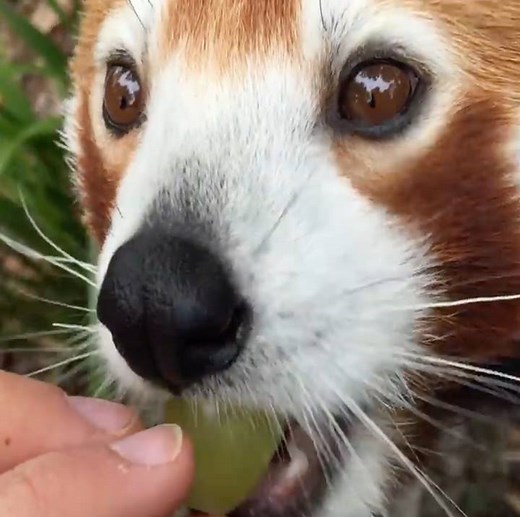 12M views · 180K shares | This red panda being hand-fed grapes is too much  | UNILAD | Facebook