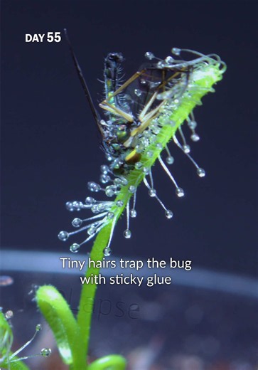 Watch this sundew grow from a tiny seedling into a beautiful carnivorous plant covered in sticky, insect-catching tentacles. #carnivorousplant #sundew #timelapse #gardeningtiktokcontest