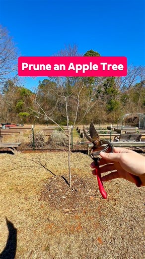 975K views · 9.2K reactions | ✂️ Check my link in bio for a FREE...