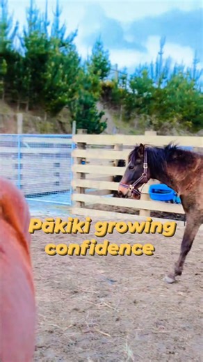 1.4K views · 36 reactions | It has been much harder for Pākiki to come through the domestication process - he is definitely at the challenging end of the wild horse spectrum - but he so wants to try, learn, and connect in spite of his deep worries and whatever else is going on for him. He is such a beautiful boy, inside and out.  #wildhorses #kaimanawa #july2025muster | A horse called Feijoa | Facebook