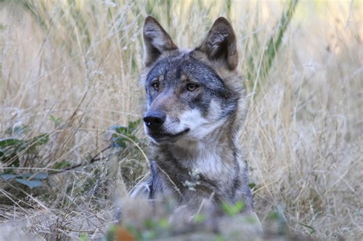 Adaptable, intelligent, fascinant... Tout savoir sur le loup, cet animal qui reprend sa place historique en Massif central