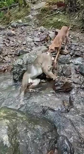 david st (@davidsungkit)’s videos with original sound - david st