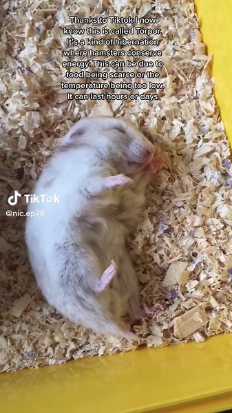 Understanding Torpor: Hamster Hibernation Explained