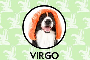 Virgo Dog Personality: What Being A Virgo Says About Your Dog