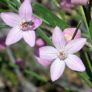 Eriostemon australasius - Alchetron, the free social encyclopedia