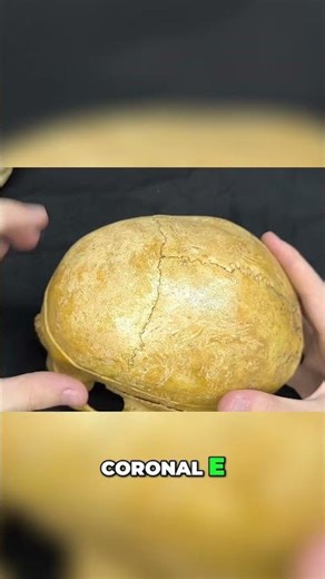 Anatomy of the Skull