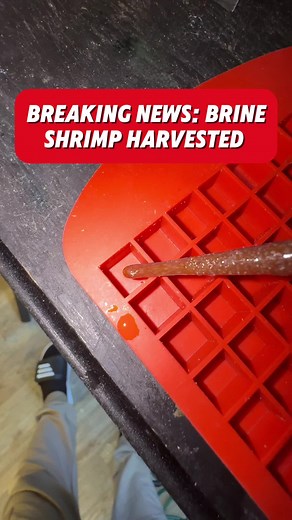 Little Shrimps in the Aquarium: A Fascinating Encounter