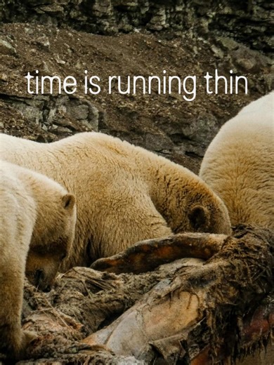 The Impact of Climate Change on Polar Bears