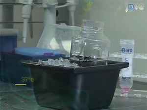 Detection and Isolation of Viable Mouse IL-17-Secreting T Cells