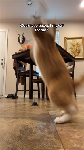 Cheeto's Adorable Love for His Bird Toy