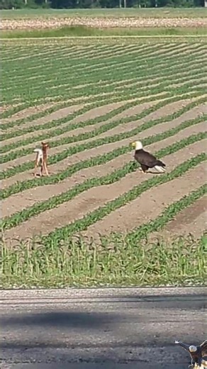 fawn_bald eagle