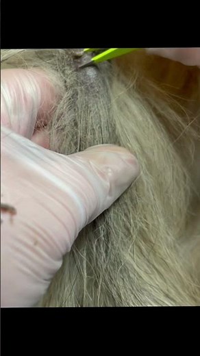 How to treat dogs with blackheads. #shortsshelf #shorts