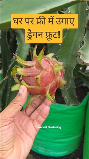 घर पर फ्री में उगाए ड्रैगन फ्रूट! How to grow dragon fruit plant at home #dragonfruit #gardening