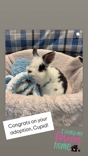 Congrats on your adoption, Cupid!! 💘 | Jelly Bean Bunny Rescue