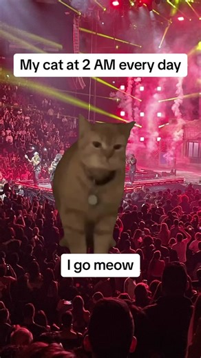 Cat Meow Meme Compilation | Funny Cat Videos