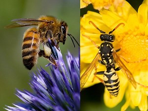 Comment reconnaître une guêpe et une abeille ?