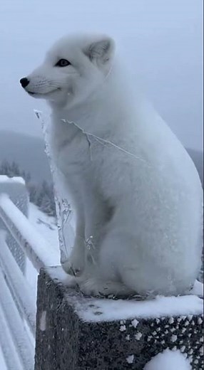 RESCUING AN ARCTIC FOX? Breaking Ice Shell to Set it Free 🔨🦊