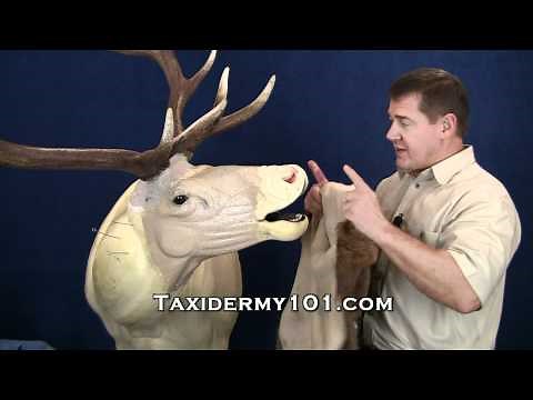 Bugling Elk Taxidermy Training DVD Overview