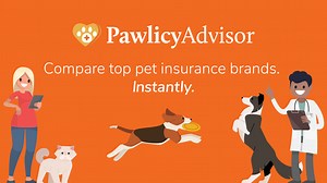 Top Labrador Retriever Pet Insurance Plans