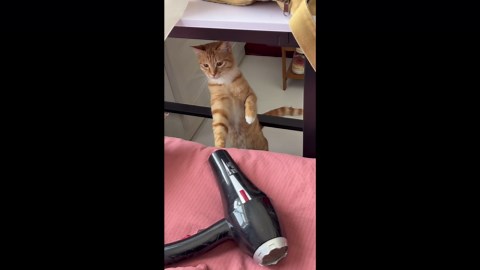 Cat taps hair dryer while leaning on bed in Shanxi, China