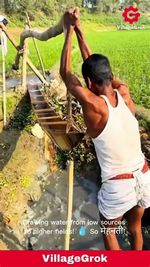 Traditional Irrigation: Manually Lifting Water to Rice Fields