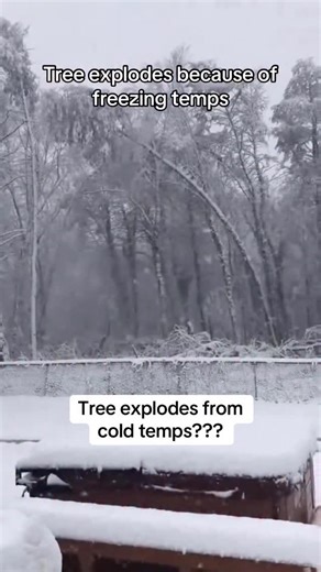 Smallest Spark on Instagram: "Tree exploding from cold temps?"