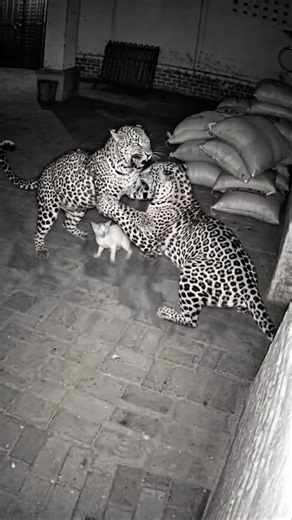 RARE: Leopard vs. Leopard Battle for Prey! 🐆⚡️ Kitten Lives! #shorts