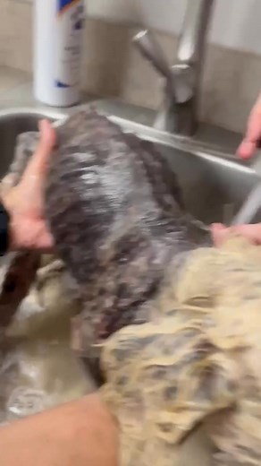 🚨 Burn Pit Survivor — Cornbread’s Fight for Life 🚨 Cornbread is alive. 💔➡️❤️ (WARNING-graphic pics in comments) 😔 When Cornbread arrived to Dr. Parnell, he was laterally recumbent — unable to even lift his head. His blood sugar was 20 (normal is 80–120). He is skin and bones, matted to the skin, with a body score of just 2–3. The list of what this tiny 8‑pound soul is battling is staggering: 🩺 Hypoglycemia with glucose at 20 (normal range is 80–120) 👁️ Painful Keratoconjunctivitis Sicca (K