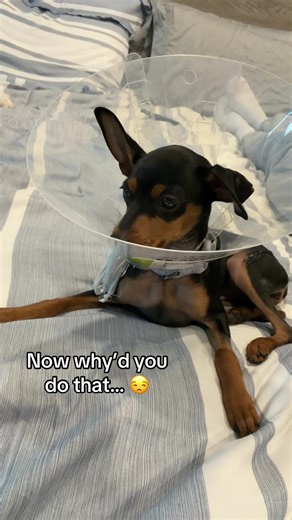 Angry and disappointed 🤣 #puppytok #minpinsoftiktok #minpin #dogdad #wakeywakey