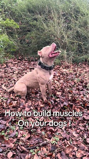 Daily Sport Routine for Dogs: Build Muscle & Burn Fat