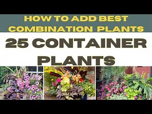 25 Perfect Companion Plants For Containers | Best Container Plant Combinations | Container Planting
