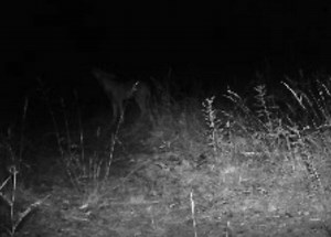 Le hurlement si caractéristique des jeunes loups. A écouter avec le volume sonore à fond! | FERUS (Ours-Loup-Lynx Conservation)