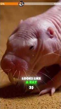 🛸 Four Animals That Look Alien