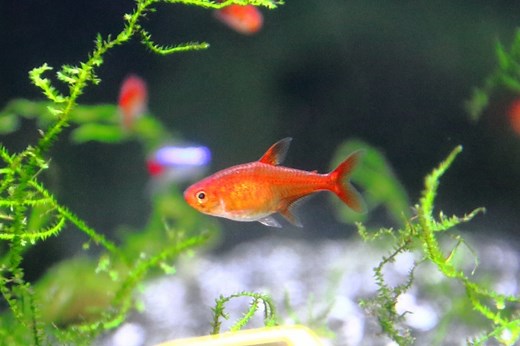 【初心者向け】丈夫で飼育しやすいテトラの種類10選！水質や飼育方法も