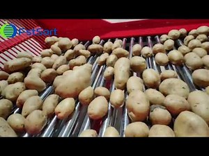 High-efficiency potato packing line，potato sorting machine! 🥔⚡📦