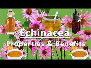 Health Benefits of Echinacea l Good for Immune System