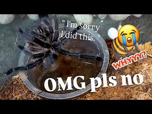 fml. | Tarantula FREAK ACCIDENTS hit me the hardest.