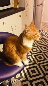 Red does a beg. https://imgur.com/gallery/9WpkoDa | Imgur