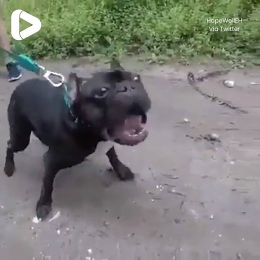 "I'm ashamed everytime my dog barks 🙄😂" | IGV