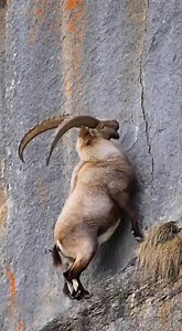 Bharal Unleashes Its Strength, Shattering the Cliff with a Massive Ram!바랄이 거대한 박치기로 절벽을 산산이 흔들었다! 🐐💥