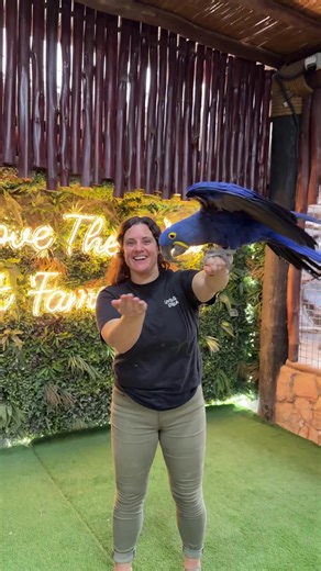 Stunning Blue Hyacinth Macaw at Fame Park in Dubai
