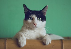 Cri-du-Chat-Syndrom (Katzenschrei-Syndrom) – Ein Wunder namens Nina